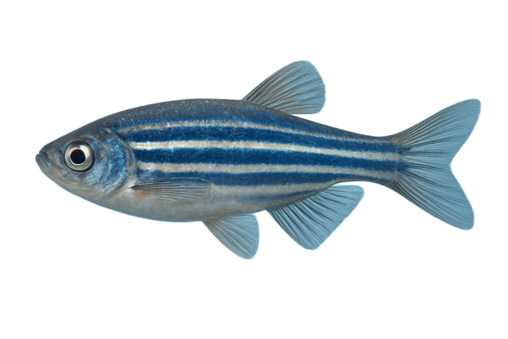 Rybka D.rerio wygenerowana przez AI